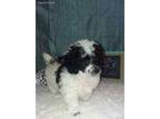 Mutt Puppy for sale in Salem, AL, USA