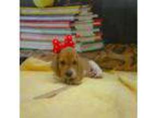 Basset Hound Puppy for sale in Fredericksburg, TX, USA