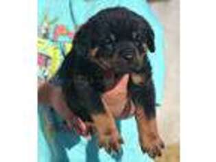 Rottweiler Puppy for sale in Pomona, CA, USA