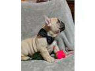 French Bulldog Puppy for sale in Uniontown, PA, USA