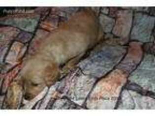 Golden Retriever Puppy for sale in Potter, NE, USA