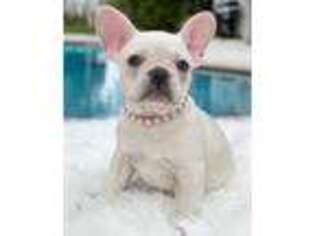 French Bulldog Puppy for sale in Pembroke Pines, FL, USA