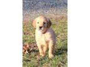 Golden Retriever Puppy for sale in Mc Alisterville, PA, USA