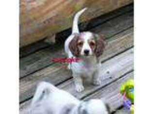 Dachshund Puppy for sale in Gilbert, SC, USA