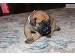 Bullmastiff Puppy for sale in Macon, GA, USA