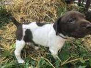 German Shorthaired Pointer Puppy for sale in Commerce City, CO, USA