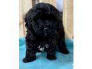 Shih-Poo Puppy for sale in Morrow, OH, USA