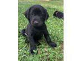 Labrador Retriever Puppy for sale in Gaffney, SC, USA