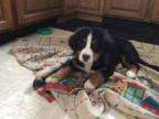 Bernese Mountain Dog Puppy for sale in Fillmore, NY, USA