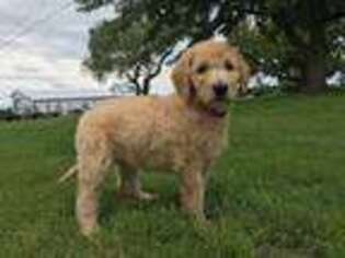 Goldendoodle Puppy for sale in Romulus, NY, USA