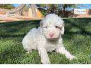 Australian Labradoodle Puppy for sale in Los Angeles, CA, USA
