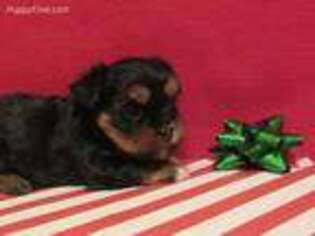 Shorkie Tzu Puppy for sale in Wheaton, MO, USA