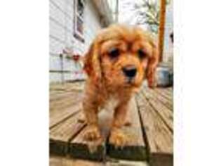 Cavalier King Charles Spaniel Puppy for sale in Des Moines, IA, USA