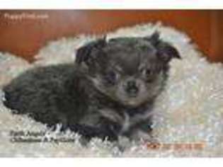 Chihuahua Puppy for sale in Ville Platte, LA, USA