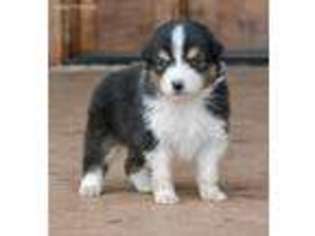 Australian Shepherd Puppy for sale in Wichita Falls, TX, USA