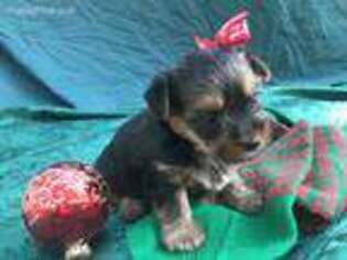 Yorkshire Terrier Puppy for sale in Rincon, GA, USA