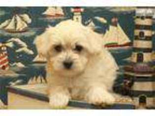 Mal-Shi Puppy for sale in Oklahoma City, OK, USA