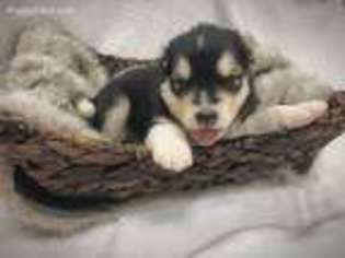 Alaskan Malamute Puppy for sale in Belton, MO, USA
