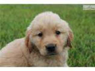 Golden Retriever Puppy for sale in Nashville, TN, USA