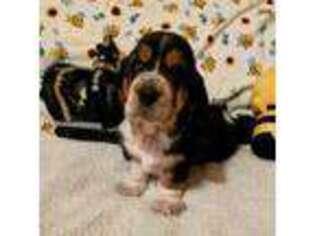 Basset Hound Puppy for sale in Pierce, ID, USA