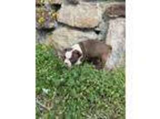 Boston Terrier Puppy for sale in Springdale, AR, USA