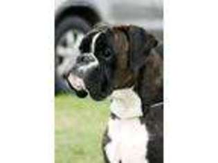 Boxer Puppy for sale in Graham, WA, USA