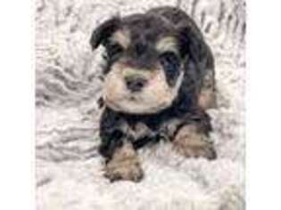 Mutt Puppy for sale in Bowerston, OH, USA