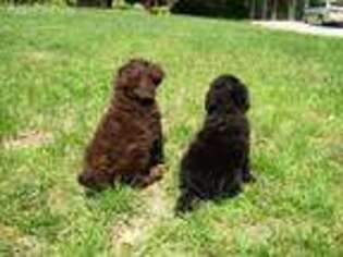 Mutt Puppy for sale in Fitzwilliam, NH, USA