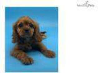 Cavalier King Charles Spaniel Puppy for sale in Fort Worth, TX, USA