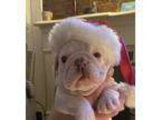 Bulldog Puppy for sale in Covington, KY, USA