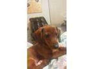 Dachshund Puppy for sale in Florissant, MO, USA