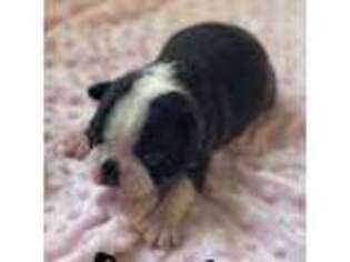 Boston Terrier Puppy for sale in Yale, IL, USA