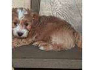 Havanese Puppy for sale in Bellingham, WA, USA