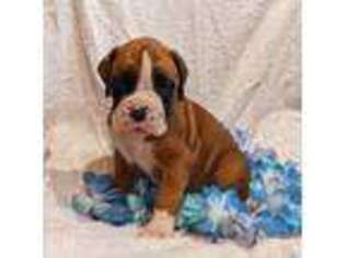 Boxer Puppy for sale in Perry, OK, USA