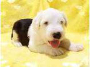 Old English Sheepdog Puppy for sale in CITY OF INDUSTRY, CA, USA