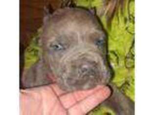 Cane Corso Puppy for sale in Westport, IN, USA