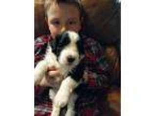 Portuguese Water Dog Puppy for sale in Spanish Fork, UT, USA