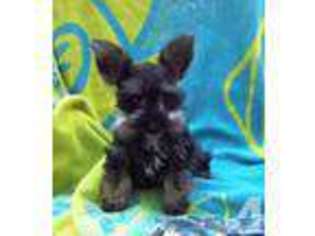 Mutt Puppy for sale in APOLLO, PA, USA