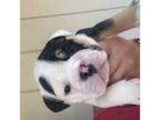 Bulldog Puppy for sale in Eugene, OR, USA