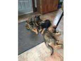 German Shepherd Dog Puppy for sale in Bloomingdale, OH, USA