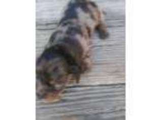 Dachshund Puppy for sale in Harrison, MI, USA