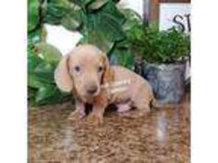 Dachshund Puppy for sale in Mason, TX, USA