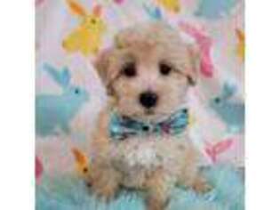 Mutt Puppy for sale in Belmont, MI, USA