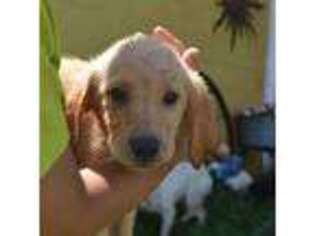 Golden Retriever Puppy for sale in Chula, MO, USA