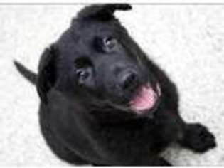 German Shepherd Dog Puppy for sale in Roanoke, VA, USA