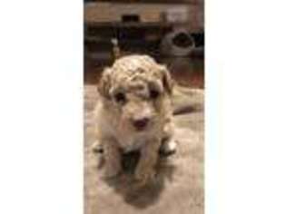 Mutt Puppy for sale in Centreville, VA, USA