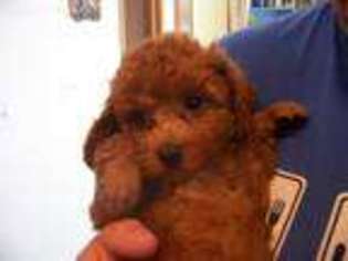 Mutt Puppy for sale in Grantsburg, WI, USA