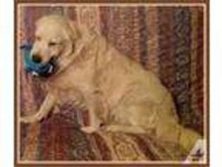 Labrador Retriever Puppy for sale in SAN JOSE, CA, USA