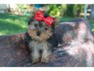 Yorkshire Terrier Puppy for sale in Winchester, CA, USA