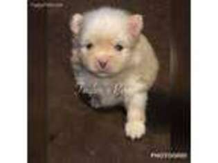 Pomeranian Puppy for sale in Evansville, IN, USA